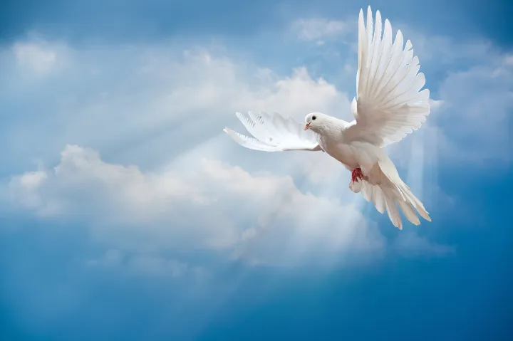 در حاشیه یک دروغ و اینکه: تن آدمی شریف است به جان آدمیت