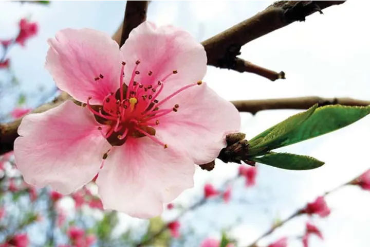 بهاریه‌هایی از فروغ، سایه، سهراب، پروین و شاعران کهن