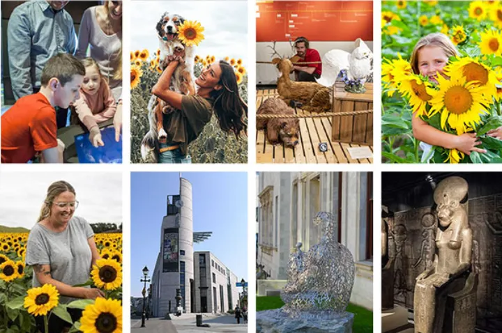 گل‌های آفتابگردان را بچین و به مصر باستان سفر کن!