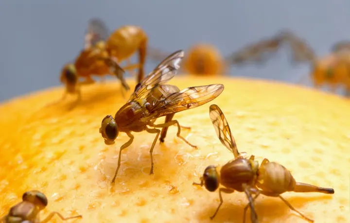 جنوب انتاریو جولان‌گاه مگس میوه!