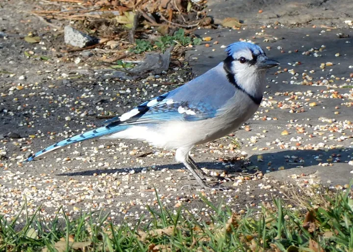 با برخی از پرندگان زیبای مونترال آشنا شوید