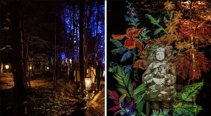 این مسیر جنگلی نورانی و جادویی نزدیک کبک‌سیتی دیدنی است