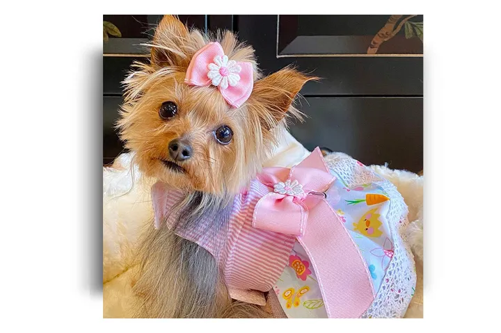 طنز: سگِ ماده