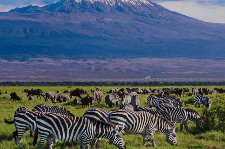 برای سفر به این کشور آفریقایی و تماشای حیات‌وحش استثنایی آن نیازی به ویزا ندارید