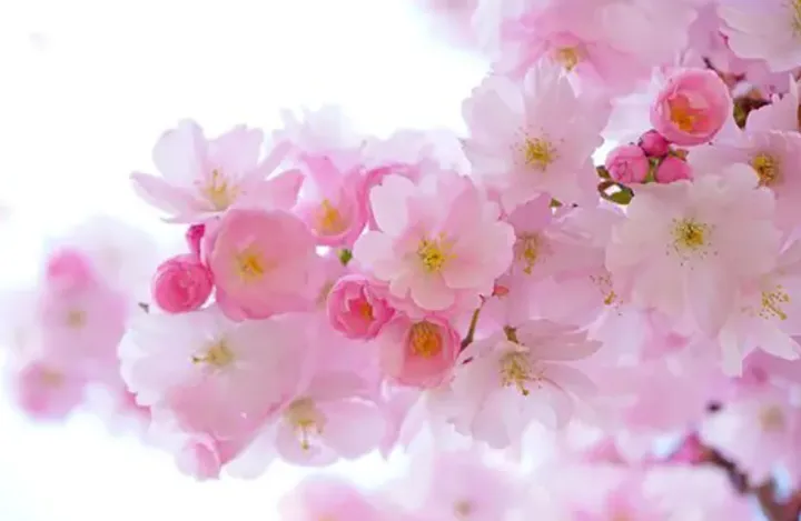 لحظه‌ی تحویل سال ۱۴۰۳ خورشیدی در ایران و کانادا