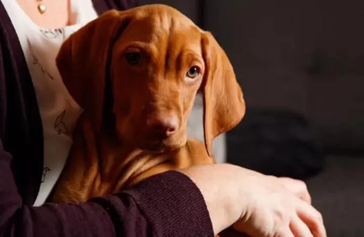 در صورت جدایی زوج، حق نگهداری حیوان خانگی به چه کسی می‌رسد؟