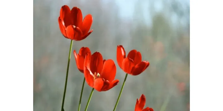 تابستان خاوران، پاییز قتل‌های زنجیره‌ای، زمستان پرواز۷۵۲ و…