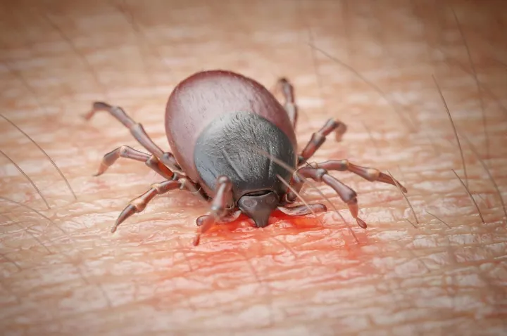 افزایش چشمگیر بیماری‌های ناشی از کنه در کانادا 