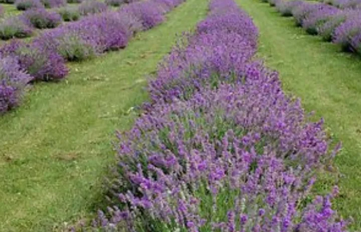 خانه اسطوخودوس، مزرعه‌ای زیبا در نزدیکی مونترال برای خلق یک روز خاطره‌انگیز