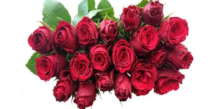 ۶۰۰ گل سرخ به همراهان