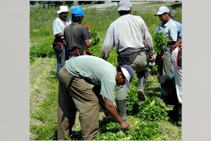 کاهش شمار کارگران خارجی موقت بر بازار مواد غذایی چه تأثیری خواهد گذاشت؟