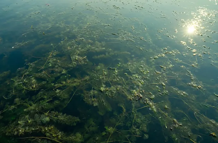 رشد یک گیاه دردسرساز در انتاریو