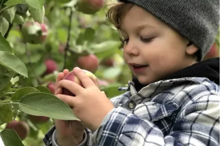 سه باغ زیبا نزدیک مونترال برای سیب چینی