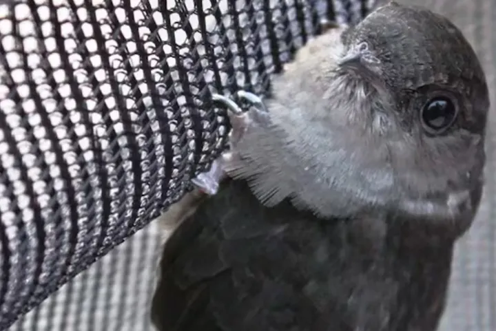 جمعیت پرندگان در کانادا رو به کاهش است