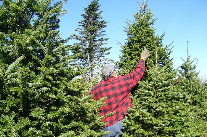 درخت کریسمس در کانادا: از رونق بی‌زوال تا مشکلات بی‌شمار