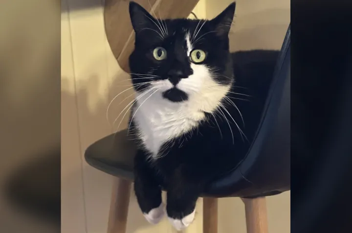 گربه‌ای که ۱۰۰ روز در دل طبیعت زنده ماند و به خانه بازگشت