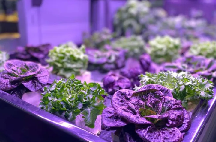 باغبانی در خانه؛ راهی برای مقابله با گرانی مواد غذایی در کانادا