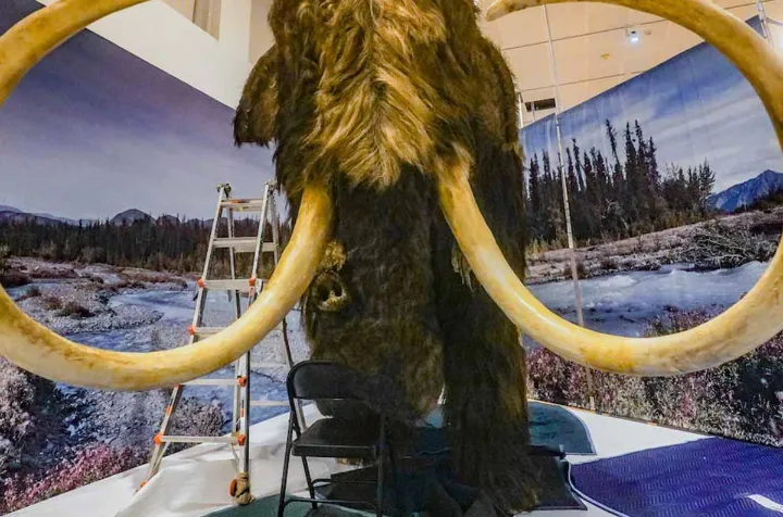 دندان ماموت‌ها در کبک: نشانه‌ای از زندگی ۱۰۰ هزار ساله