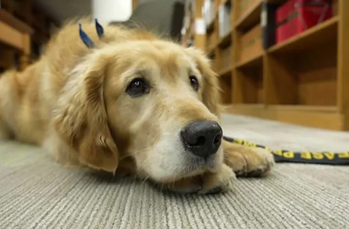 حضور سگ‌های درمانی در دادگاه اتاوا: آرامش در میانه‌ی استرس